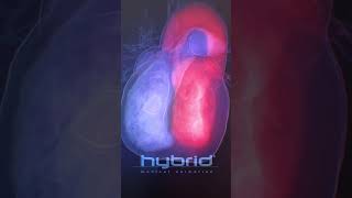 Blood flow animation  blood flow in the heart  cardiac hemodynamics  3D blood flow [upl. by Feinleib]