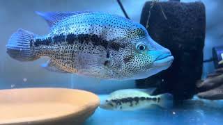 F1 parachromis dovii 18 inches monster wolf cichlid in breeding tank [upl. by Machos944]