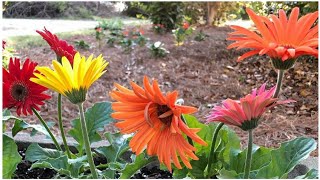 Gerbera Plant Complete Care for more flowers  Secret Fertilizer for Gerbera  Gerbera Daisies [upl. by Kela]