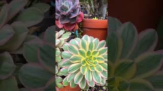 Aeonium Sunburst [upl. by Lowenstern]