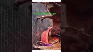 बछडो़ के लिए फ़ीड dairy dairyfarm trending youtubeshorts farming shorts [upl. by Ludba]