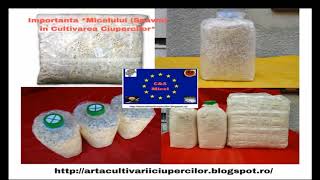 Cateva sfaturi despre cultivarea Ciupercii Pleurotus OstreatusBurete de Fag [upl. by Kcir]