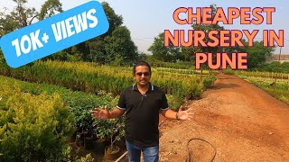 Biggest Nursery in Pune  Sai Rose Nursery  Variety of Indoor Outdoor plants  homedecor [upl. by Adroj]