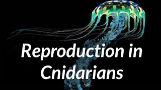 Biology  Phylum Cnidaria  Reproduction in Cnidarians [upl. by Frazer94]