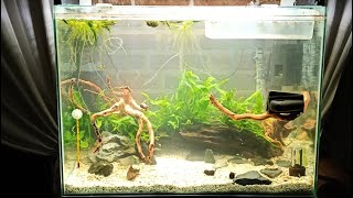 Triops  A New 85L Tank and a new colony [upl. by Taimi319]