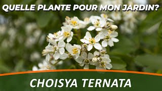 LORANGER DU MEXIQUE ou CHOISYA TERNATA  Quelle Plante Pour Mon Jardin [upl. by Walkling995]