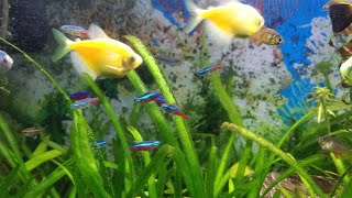 Unboxing new fishes neon tetracardinal tetra flame tetra  bunnycart [upl. by Sofie]