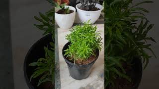 Aralia plants easy propagation [upl. by Karon]