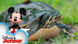 Wetlands 🐢  Disney Animals  Mickey Mouse Funhouse  disneyjr [upl. by Cohn]