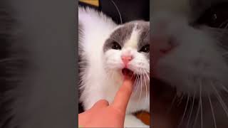 Cat videos 😅 funny cats talking 😻 FunnyCats 7021 [upl. by Cavit]