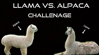 The Llama vs Alpaca Challenge [upl. by Daugherty365]