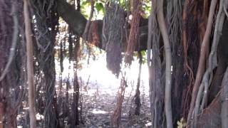 Ficus Gigant HD  Indian Banyan Ficus benghalensis 03 [upl. by Adnamal]