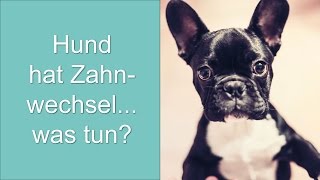 Hund hat Zahnwechsel was tun [upl. by Niassuh]