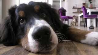 Hund und Kater spielen und lecken sich Berner Sennen Hermann  Videotagebuch Teil 5 [upl. by Yle]