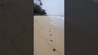 Golden sandy beach ahangama beach ahangama surfing [upl. by Norb809]