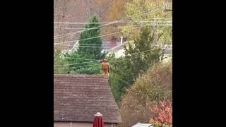 RedShouldered Hawk [upl. by Suoivatnom]