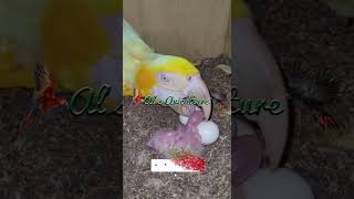 Lutino Macaw with Babies in Als Aviculture  New Year 2022 Gift [upl. by Eerahc]