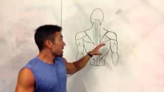 Function and Training of the Erector Spinae Muscles  Coach [upl. by Ruthann298]