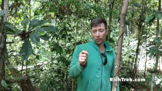 The Cinchona Tree natures cure for malaria [upl. by Ahsem684]