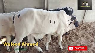 Farm Update After long Time New Entries  Bin Sagheer Cattle amp Goat Farm [upl. by Eiddam404]