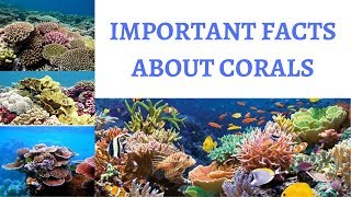 What are CORALS  Polyps amp Zooxanthellae  Formation Significance amp Threats [upl. by Froh]