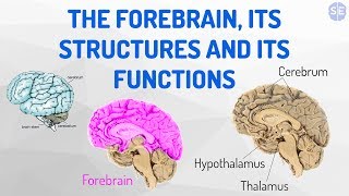 Psychology The Nervous System 06 The Forebrain Its Structures And Its Functions [upl. by Kuo21]