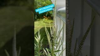 What’s Blooming It’s Culver’s Root Veronicastrum virginicum nativeplants nature pollinators [upl. by France]