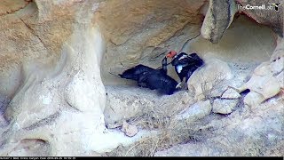 Huttons BowlCondor Close up Feeding by dad 1647 20180925 [upl. by Herra137]