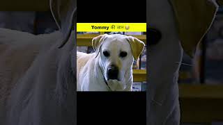 Dog helped self Tommy 😧 shorts shortsfeed youtubeshorts [upl. by Fina85]