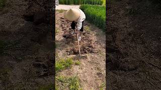 Soil turning and grass raking integrated rakenail rakeagricultural toolsviralvideo [upl. by Nosak213]