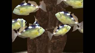 Fish Farm 3 Reef Aquarium Lv 211 Starry Triggerfish [upl. by Ahsrats]