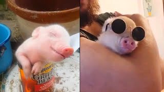 Cutest Pig Videos that I found 7 [upl. by Enytsirk549]