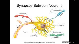 Saltatory and continuous conduction synapses EPSP IPSP temporal and spatial summation [upl. by Prowel]