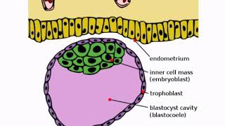 syntiotrophoblast cytotrophoblast trophoblast [upl. by Talbott]