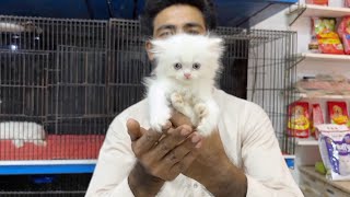 Persian cat price in Lahore  Tollinton market Lahore  pet market  cat shop  MMB pet lover [upl. by Dieter]