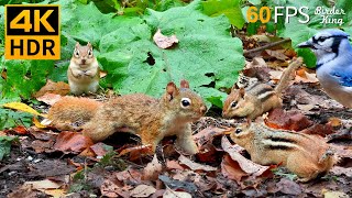 Cat TV for Cats to Watch 😺 Little Red Squirrel Chipmunks and Birds 🐿 8 Hours 4K HDR 60FPS [upl. by Ennyrb]