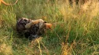 Lion vs Hyena Not for sensitive viewers [upl. by Anaujit]