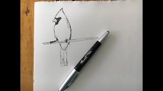 Cardinal Draw a Cardinal Simple Line Drawing of Cardinal [upl. by Atlee]