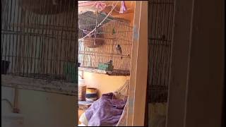 java finches kia kar rhe hashortvideo shortsfunnyshort [upl. by Leksehcey55]