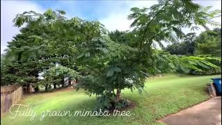 Mimosa tree Full grown after 6 years [upl. by Bibby66]