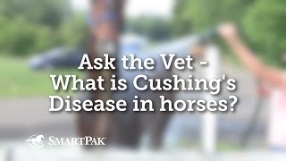 Ask the Vet  What is Cushings Disease in horses [upl. by Ahsimac677]