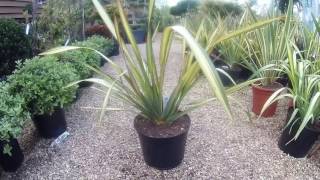 Phormium Apricot Queen at Big Plant Nursery in West Sussex UK [upl. by Ystap]