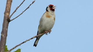 European Goldfinch  Distelfink  Carduelis carduelis  singing [upl. by Pan]