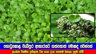 ගොටුකොළ වැඩිපුර ආහාරයට ගත්තොත් මොකද වෙන්නේ  health benefits of gotu kola [upl. by Tse]