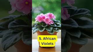 Indoor Plants For Winter plants houseplants indoorplants [upl. by Suiramaj]