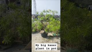 Big kaner plant in pot kaner plant gardening garden shorts [upl. by Euqenimod878]