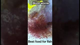 Blood worms is the best food for fish it enhances color of fish bloodworms fishkeeping shorts [upl. by Devon]