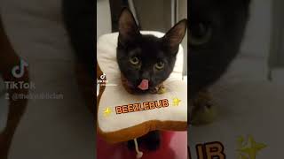 BELIAL BEHEMOTH BEEZLEBUB catvideos cat tiktok [upl. by Adnolor]