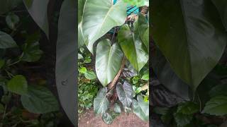 Old philodendron plant  jishnuuthaman garden keralagarden gardening [upl. by Acinnad]