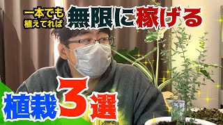 枝が！葉っぱが！売れる植物3選！【副業チャンネル】44 [upl. by Ytsenoh]